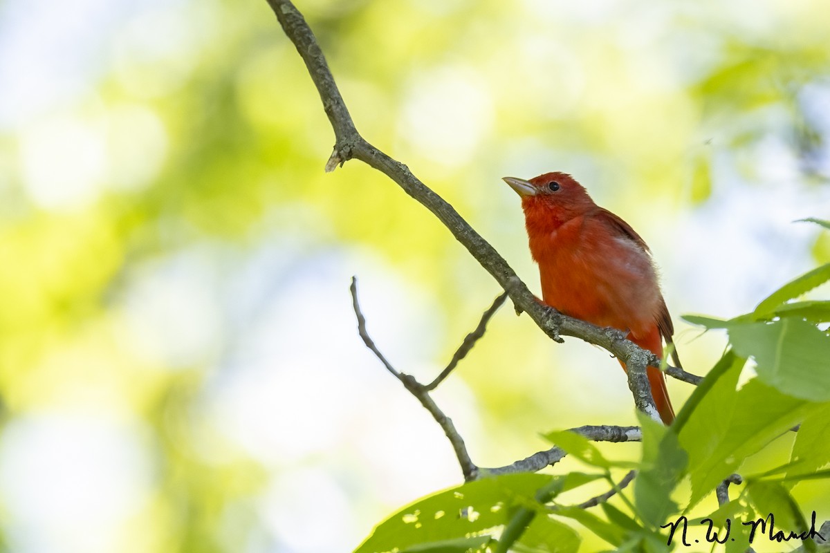 Piranga Roja - ML619775441