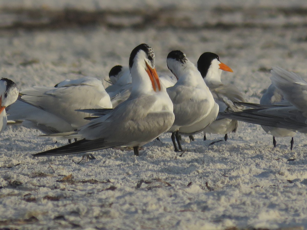 Royal Tern - ML619775442