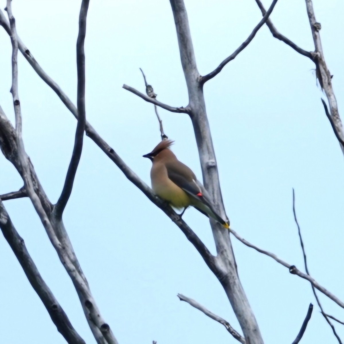 Cedar Waxwing - ML619775445