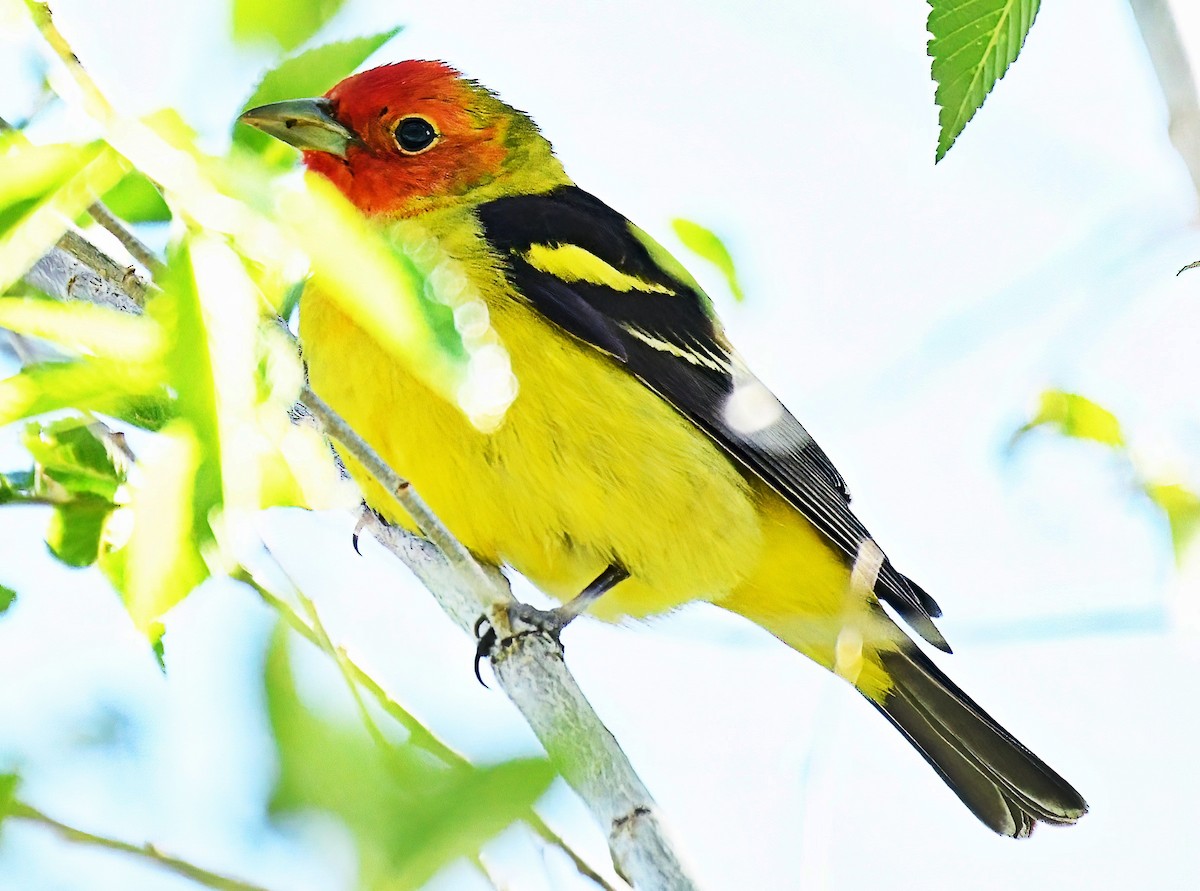 Western Tanager - ML619775452