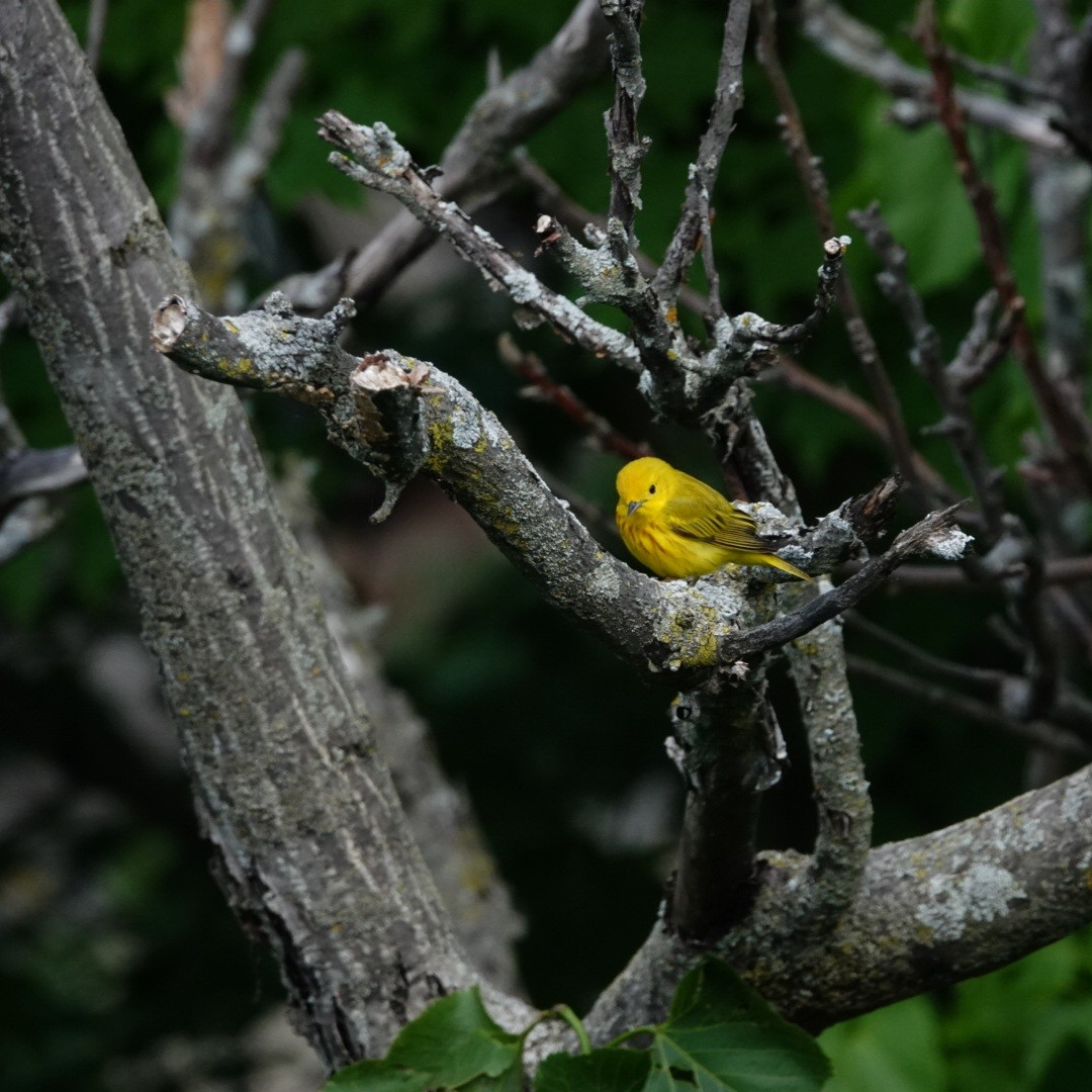 Yellow Warbler - ML619775461