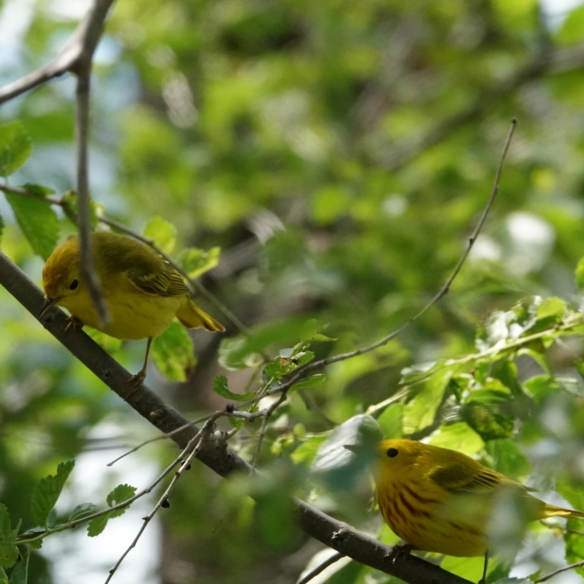 Paruline jaune - ML619775467