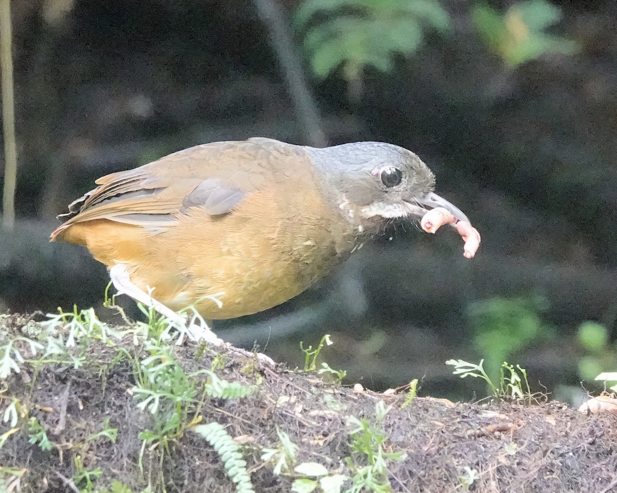 Moustached Antpitta - ML619775477