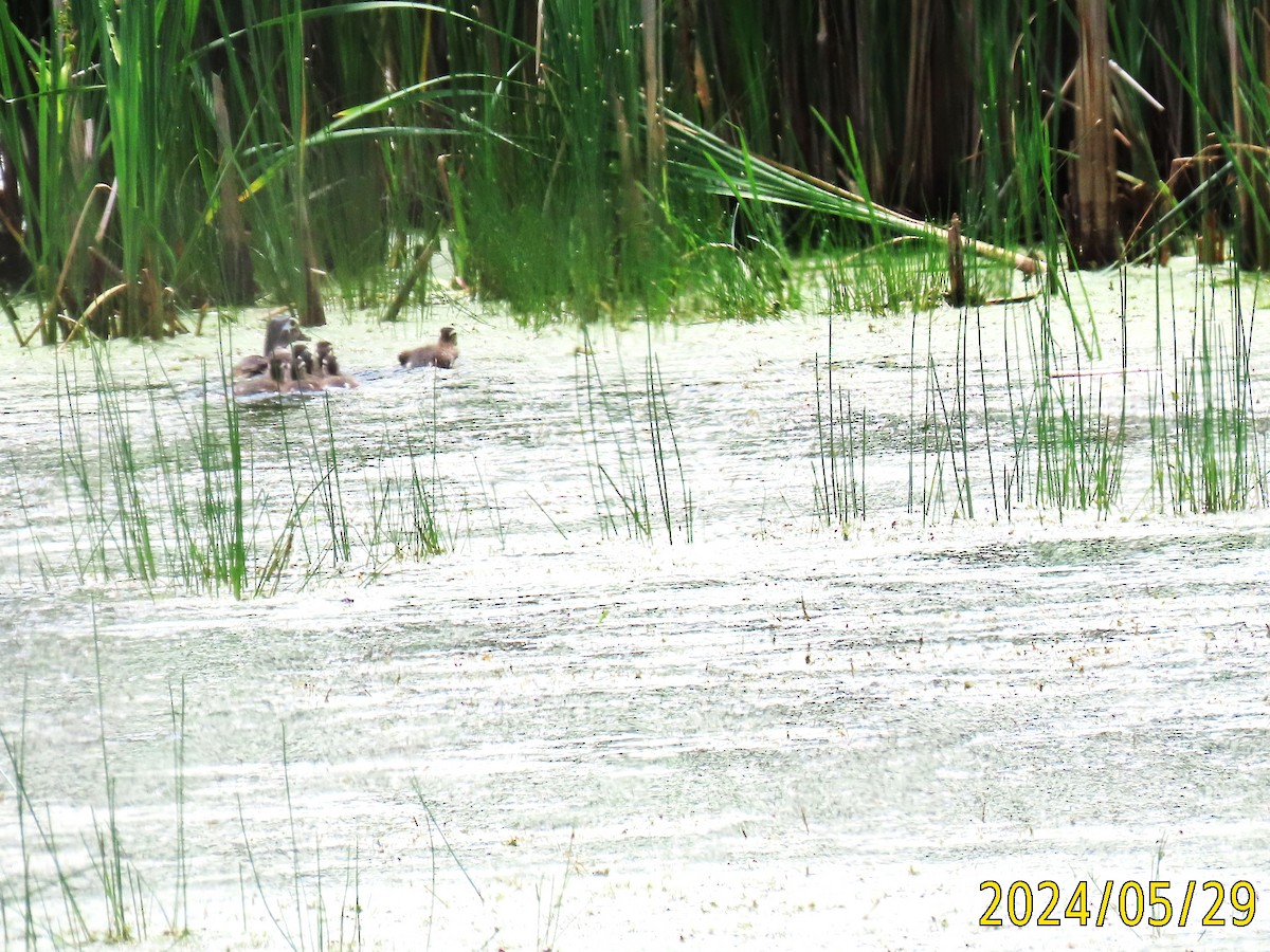 Wood Duck - ML619775495