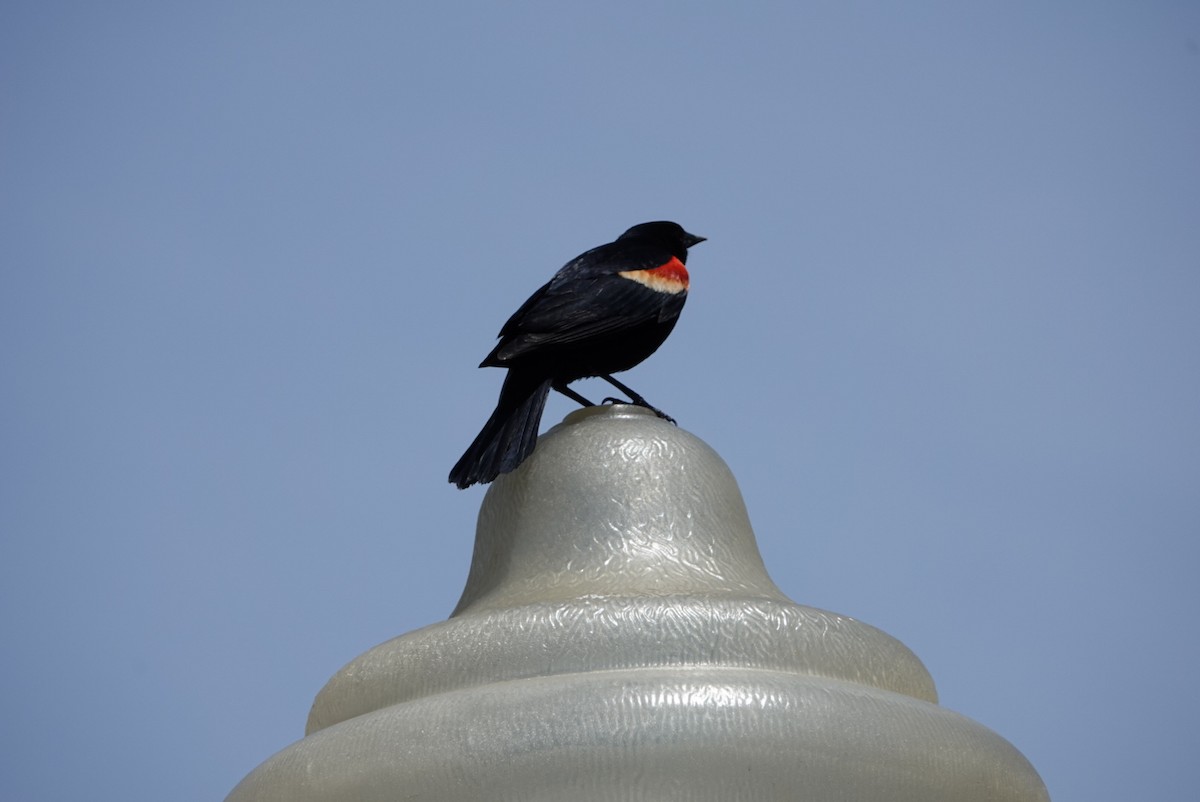 Red-winged Blackbird - ML619775512