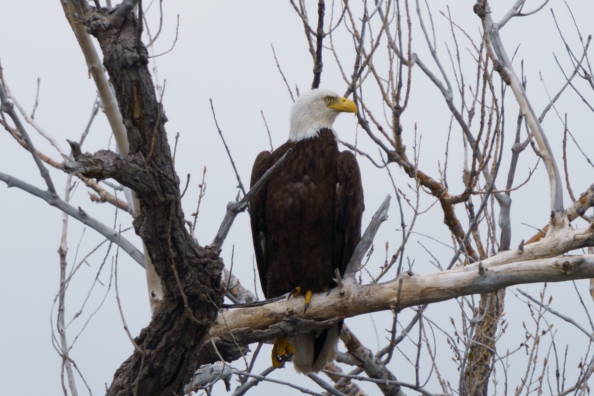 Weißkopf-Seeadler - ML619775513