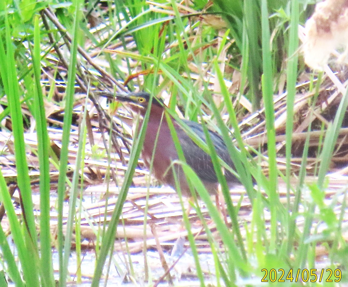 Green Heron - ML619775517