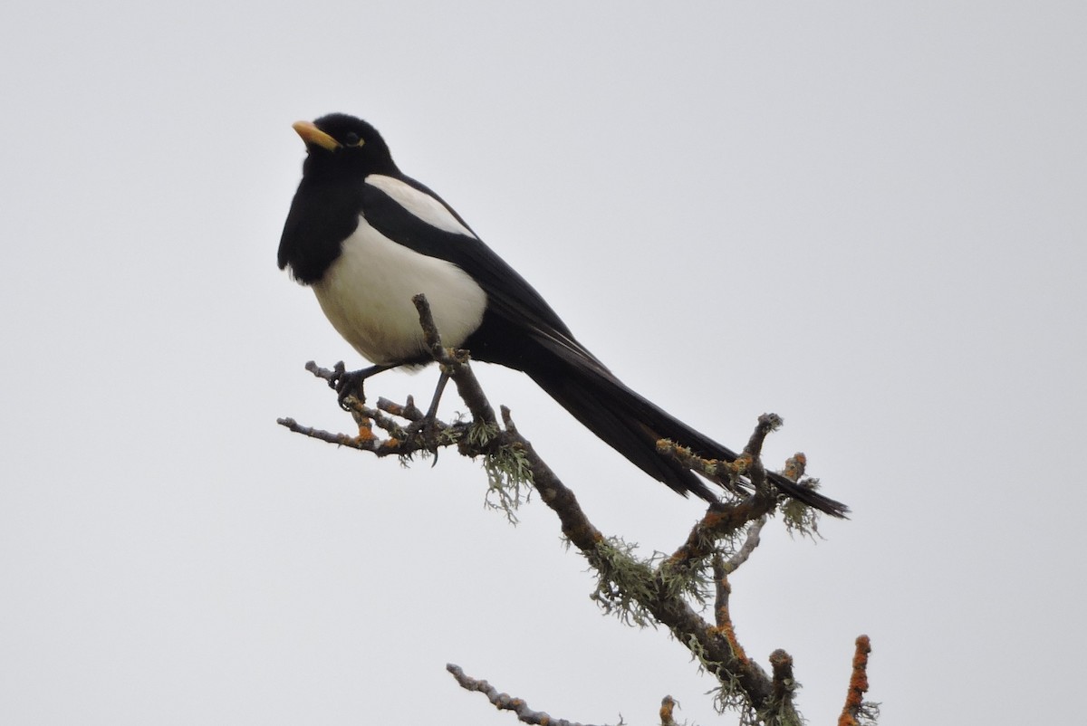 Yellow-billed Magpie - ML619775550