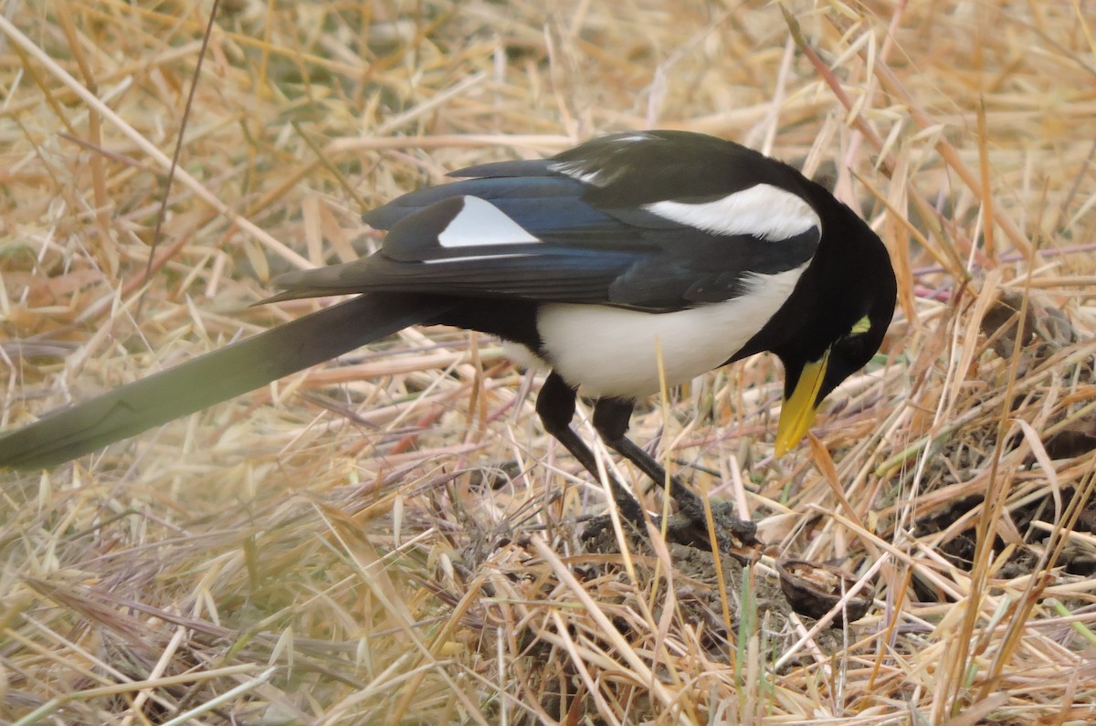 Yellow-billed Magpie - ML619775553