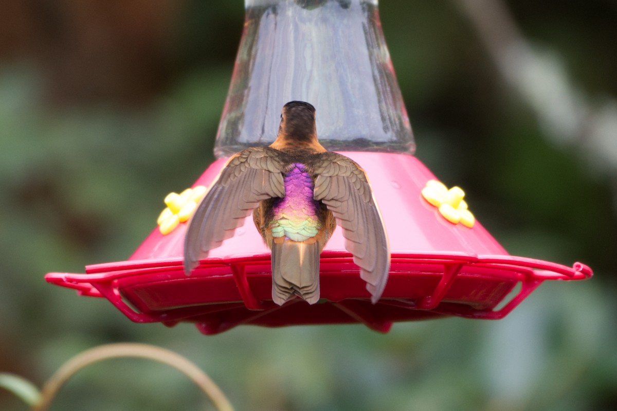 kolibřík duhovohřbetý - ML619775554