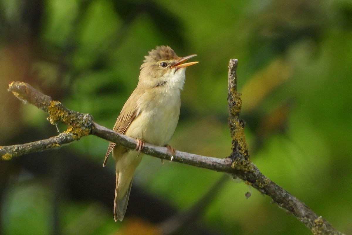 Marsh Warbler - ML619775564