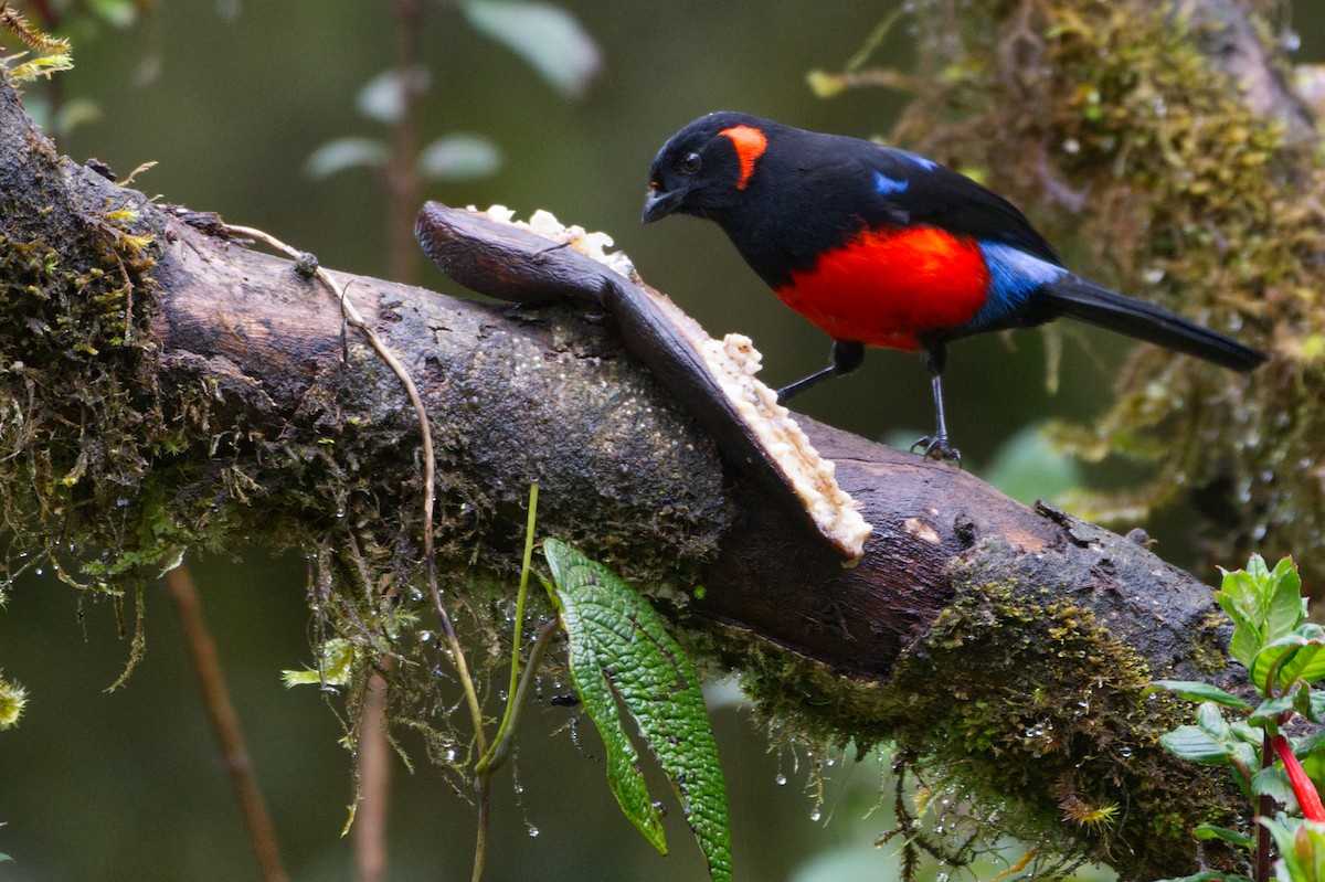 Scarlet-bellied Mountain Tanager - ML619775574