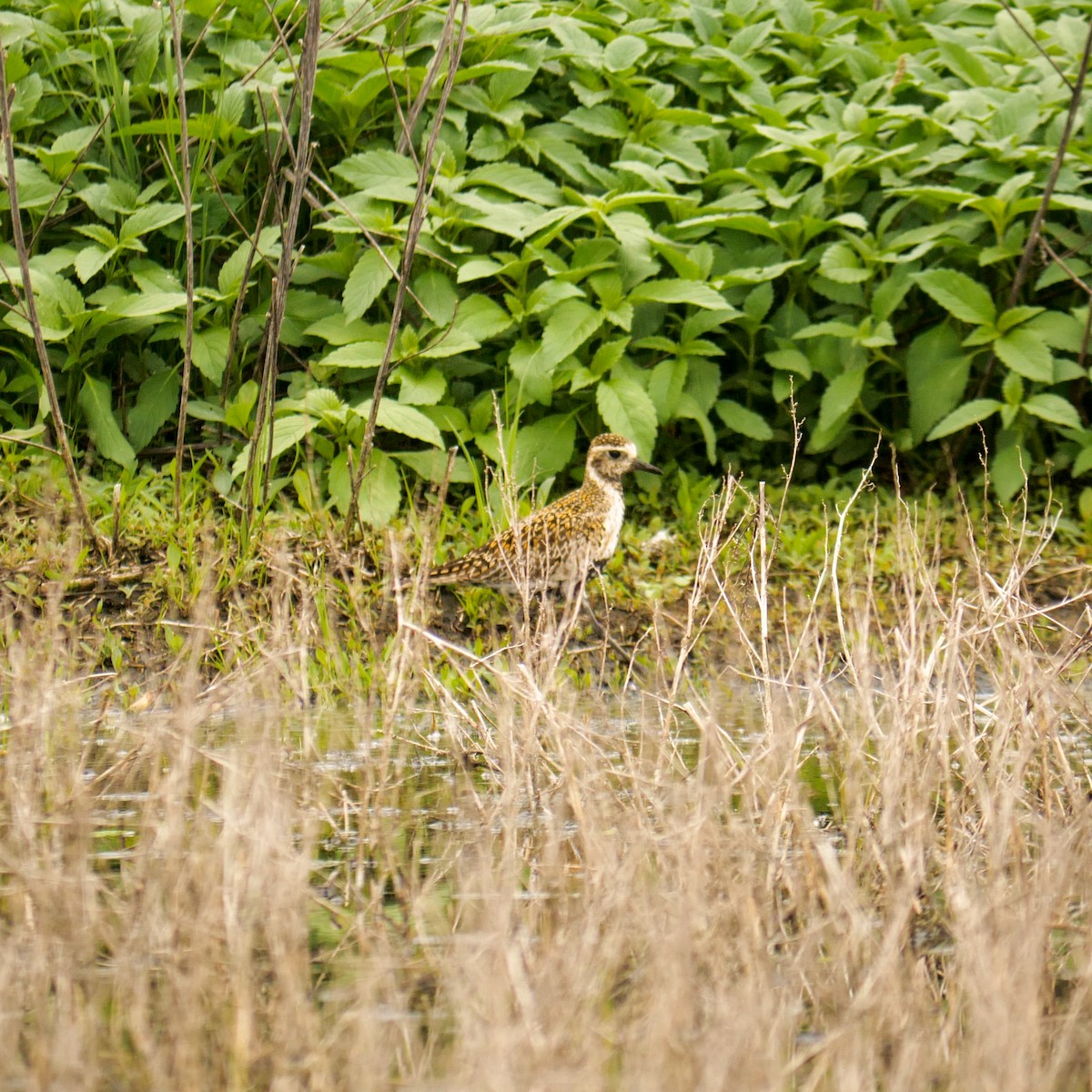 Pacific Golden-Plover - ML619775608