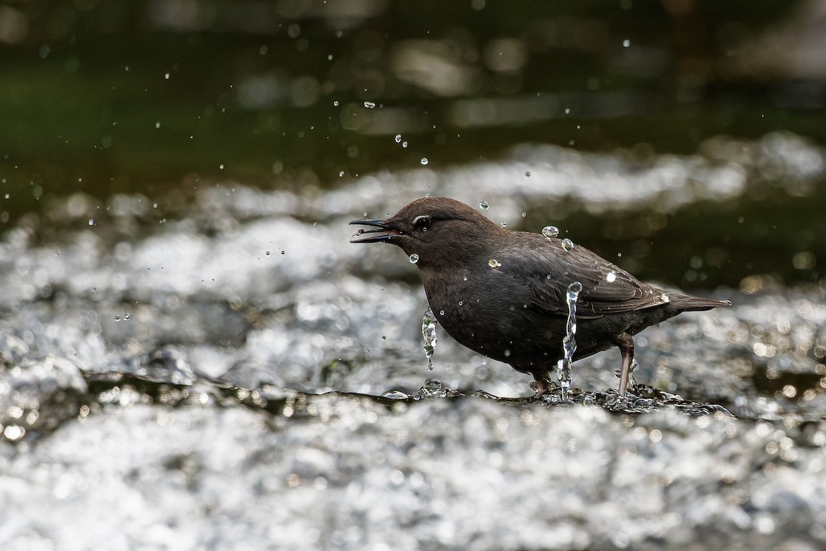 American Dipper - ML619775616