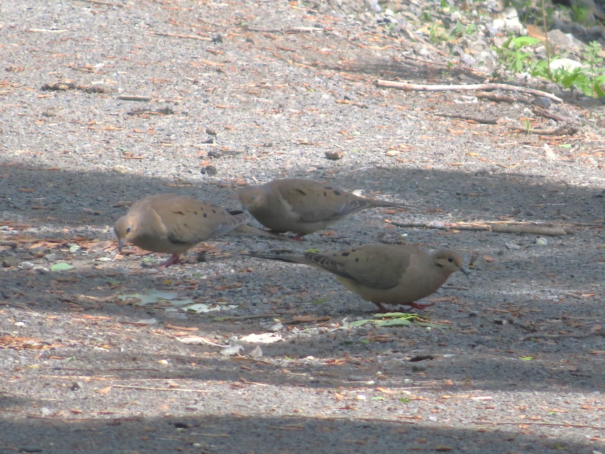 Mourning Dove - ML619775618