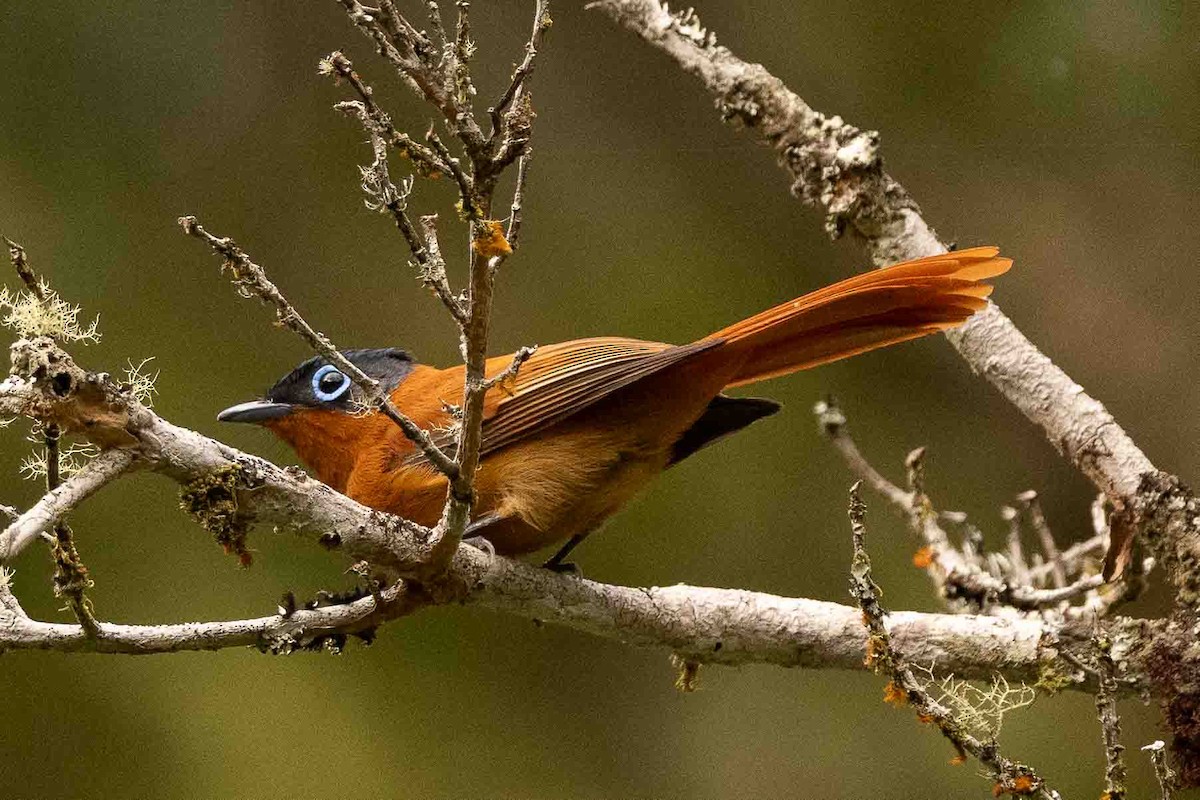 Malagasy Paradise-Flycatcher (Malagasy) - Ann Van Sant