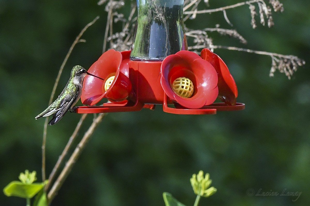 Рубиновогорлый колибри - ML619775635