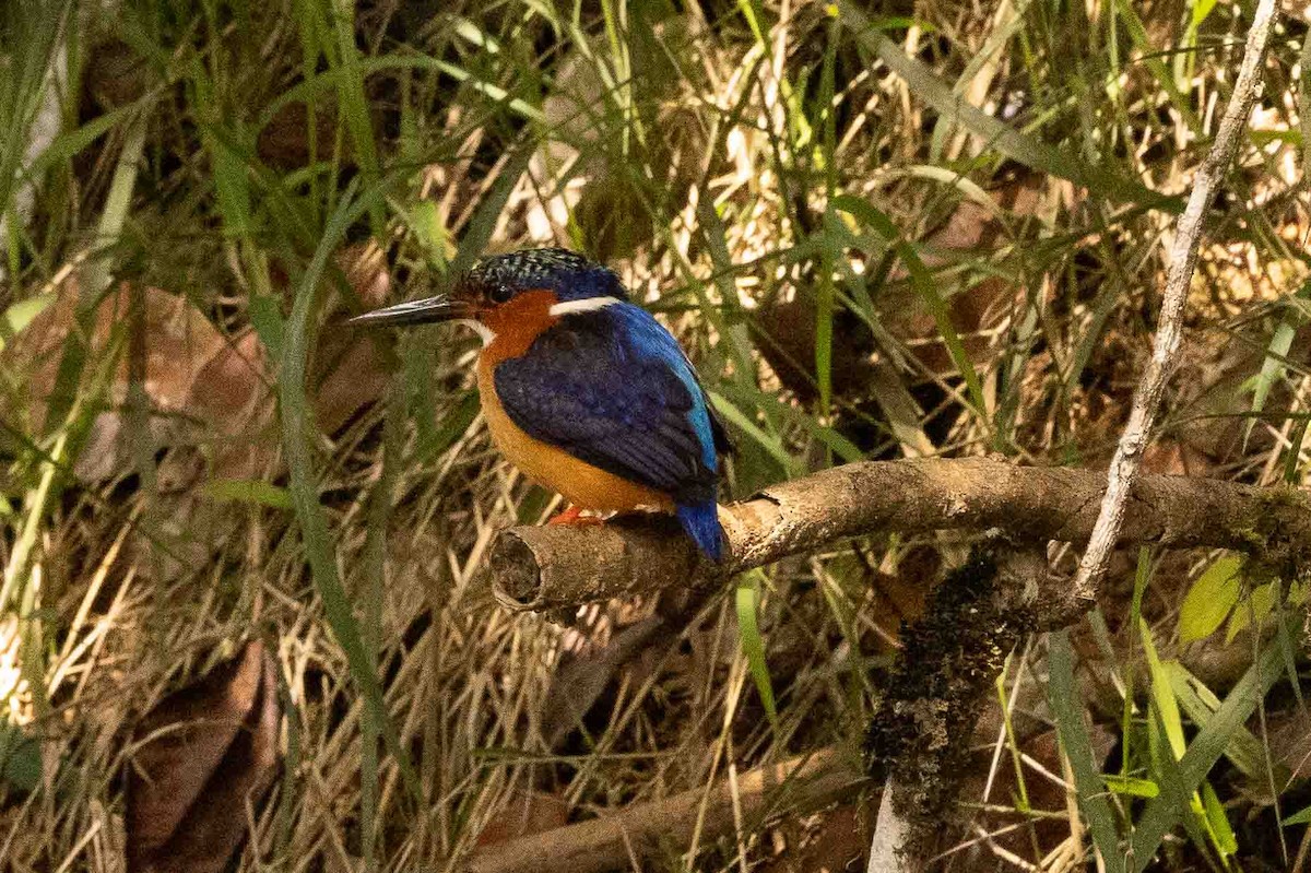 Malagasy Kingfisher - ML619775643