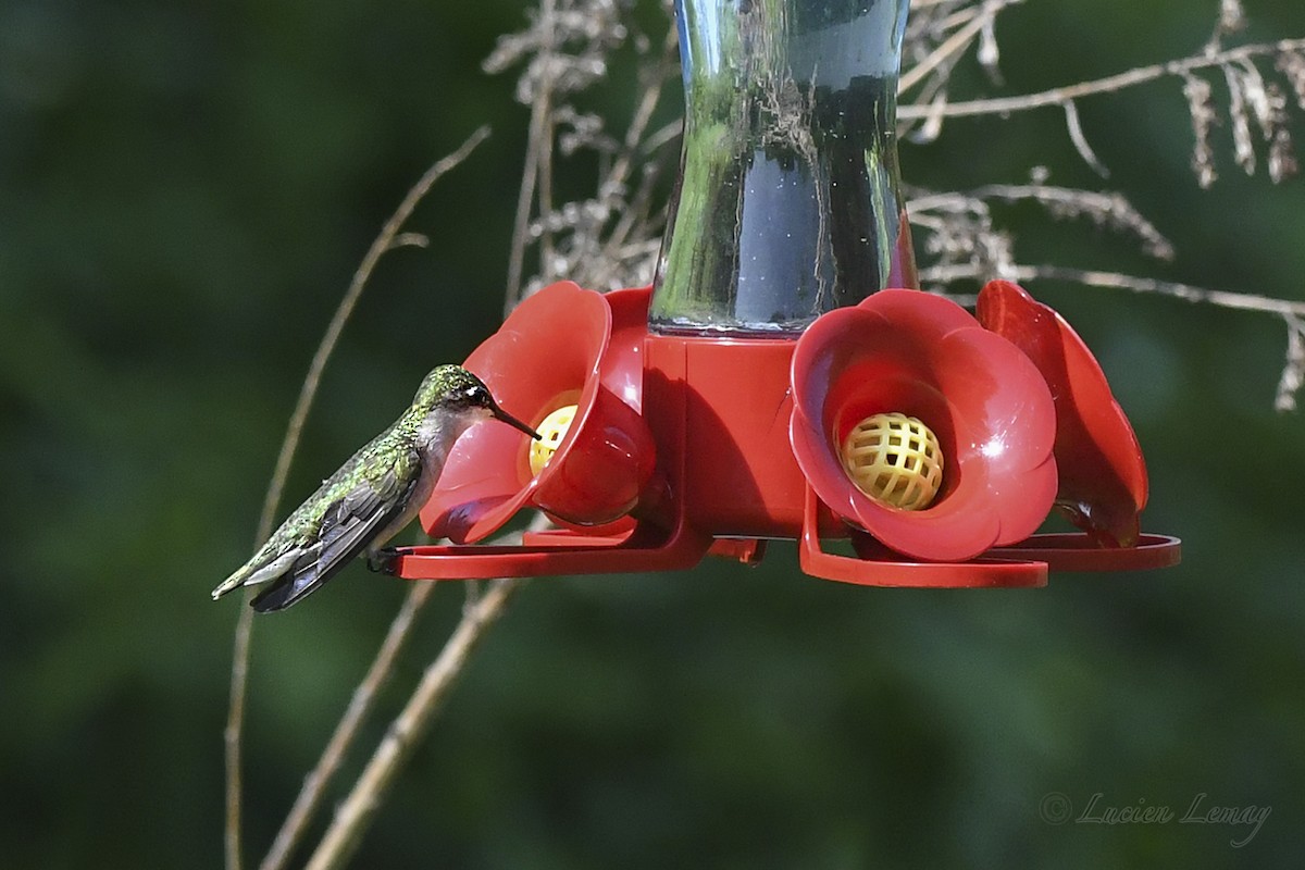 Ruby-throated Hummingbird - ML619775660