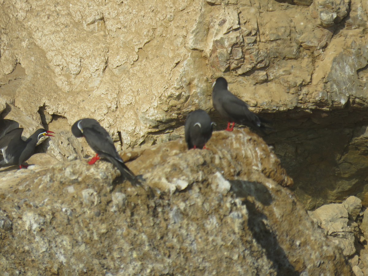 Inca Tern - Ron Batie