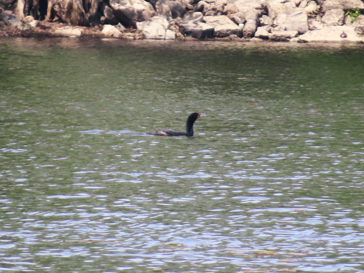 Double-crested Cormorant - ML619775682