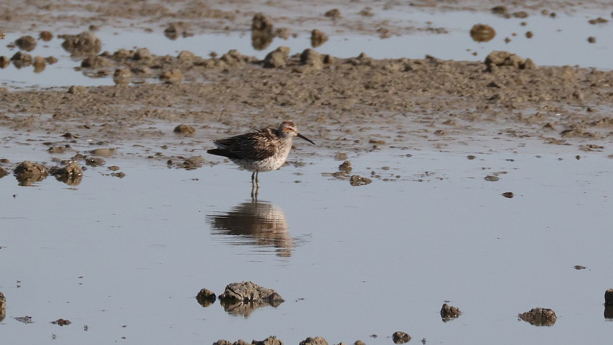 Stilt Sandpiper - ML619775693