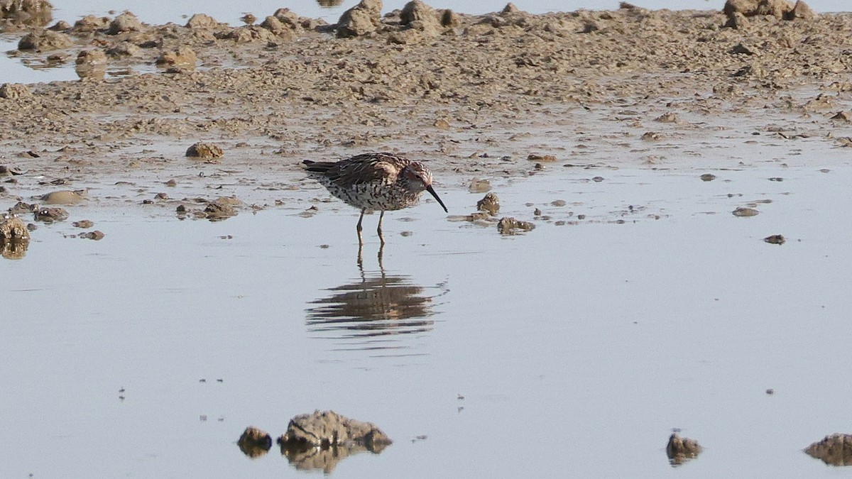 Stilt Sandpiper - Curtis McCamy