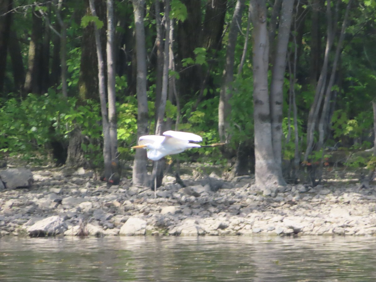 Great Egret - ML619775705