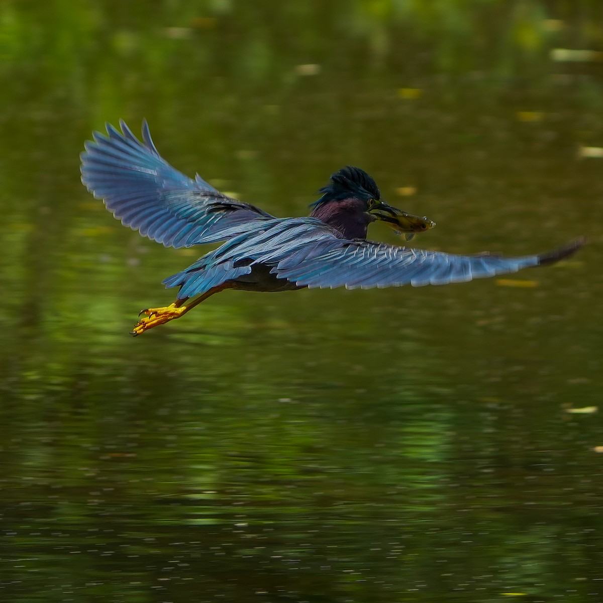 Green Heron - ML619775730