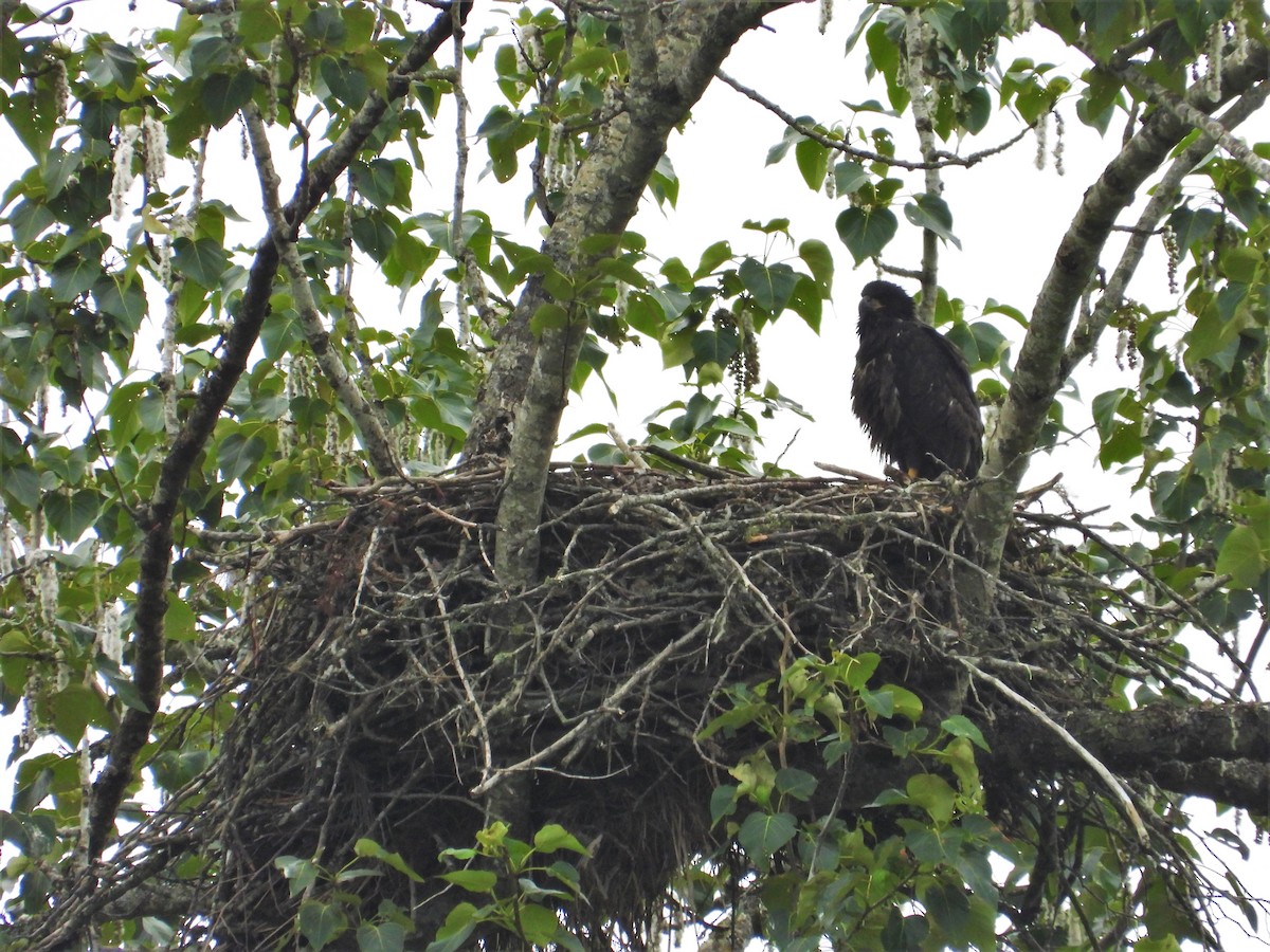 Bald Eagle - ML619775732