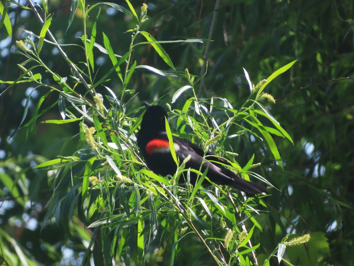 Red-winged Blackbird - ML619775759