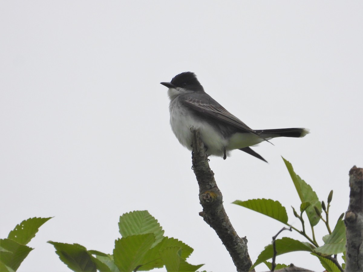 Eastern Kingbird - ML619775771