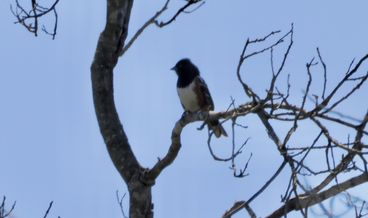 Spotted Towhee - ML619775793