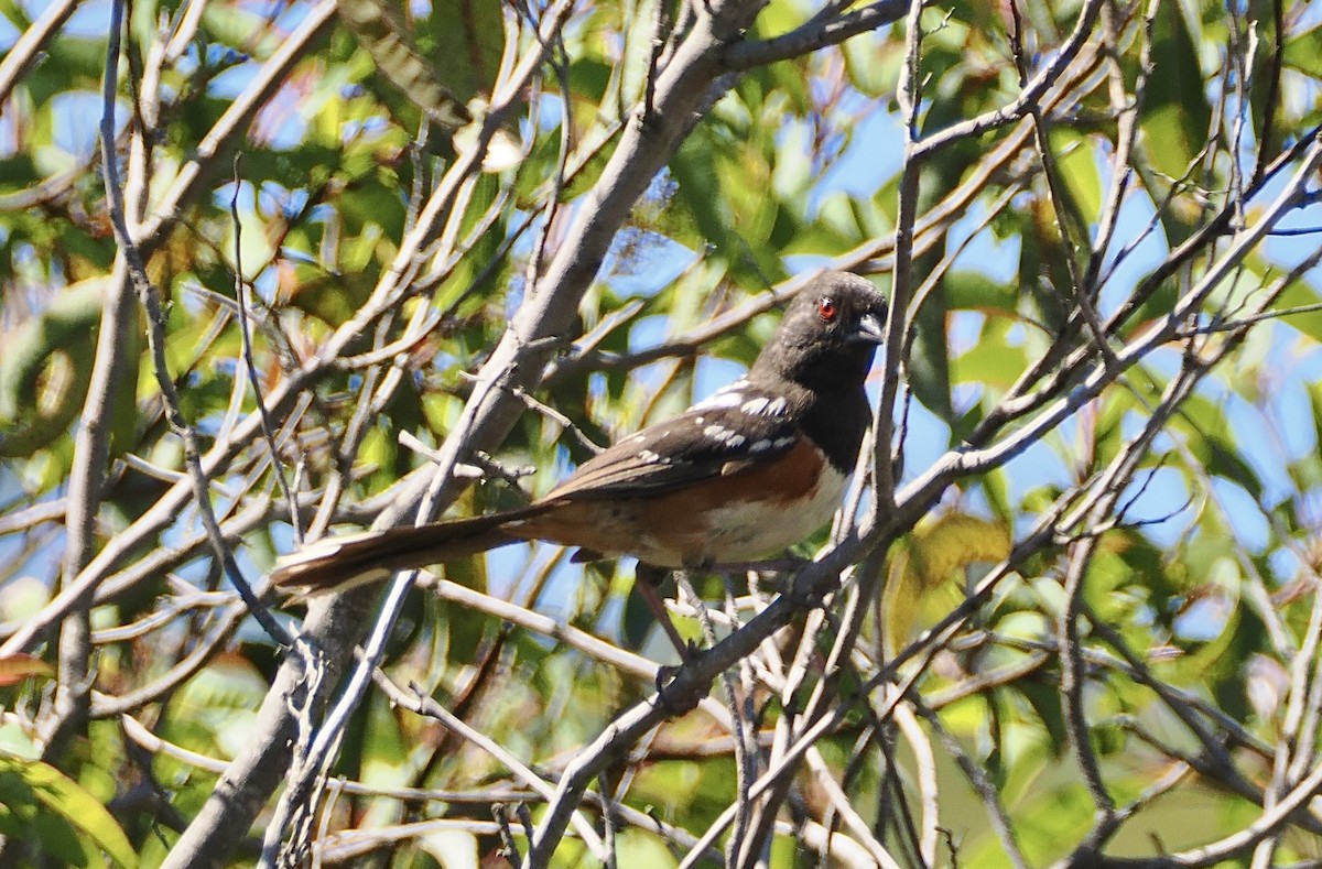 Spotted Towhee - ML619775794