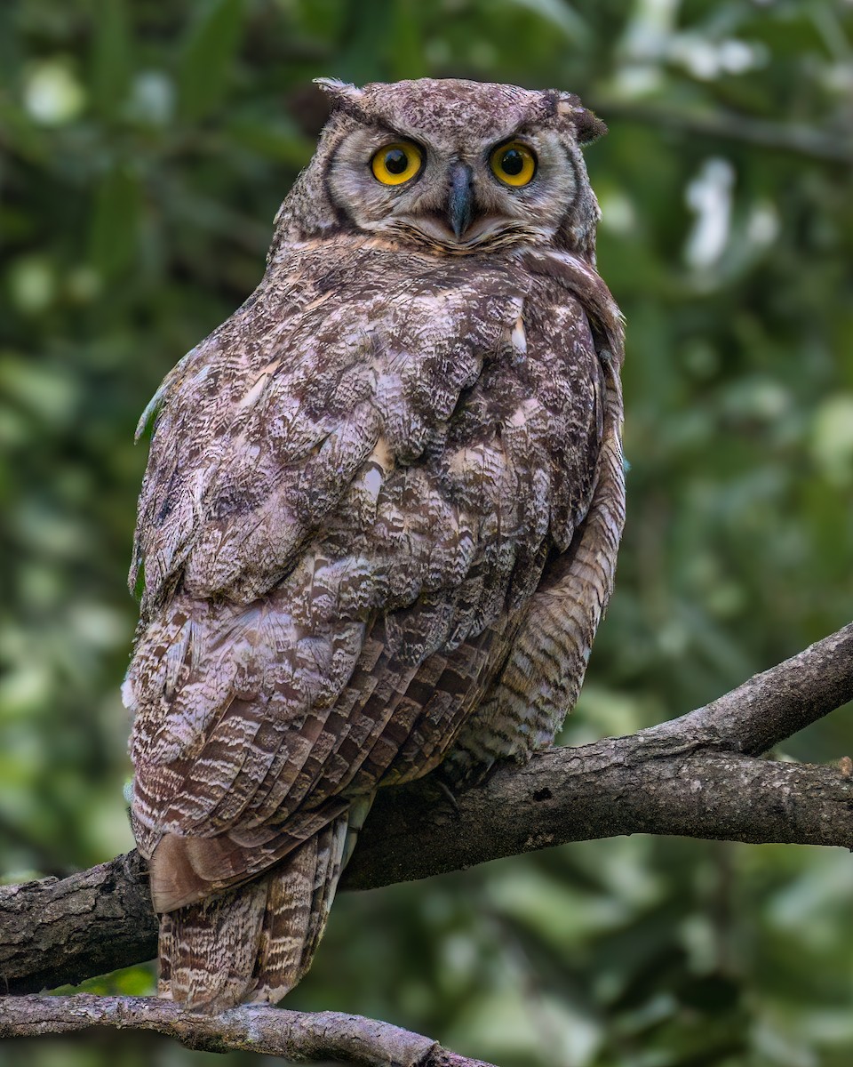 Great Horned Owl - ML619775796