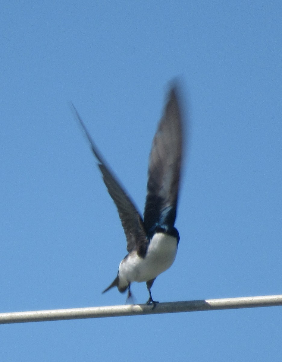 Tree Swallow - ML619775799