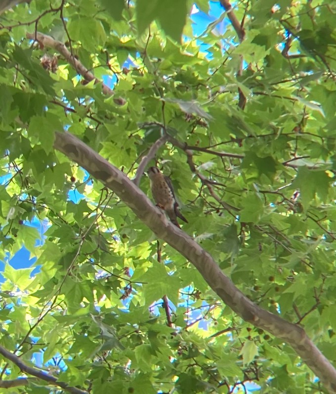 American Kestrel - ML619775819