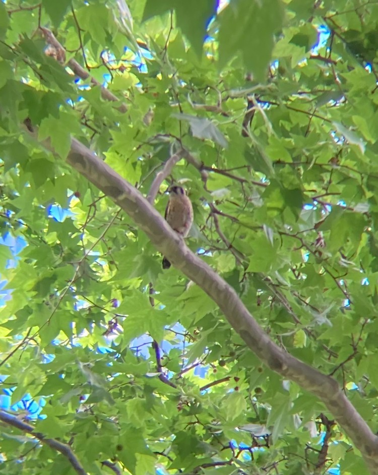 American Kestrel - ML619775820