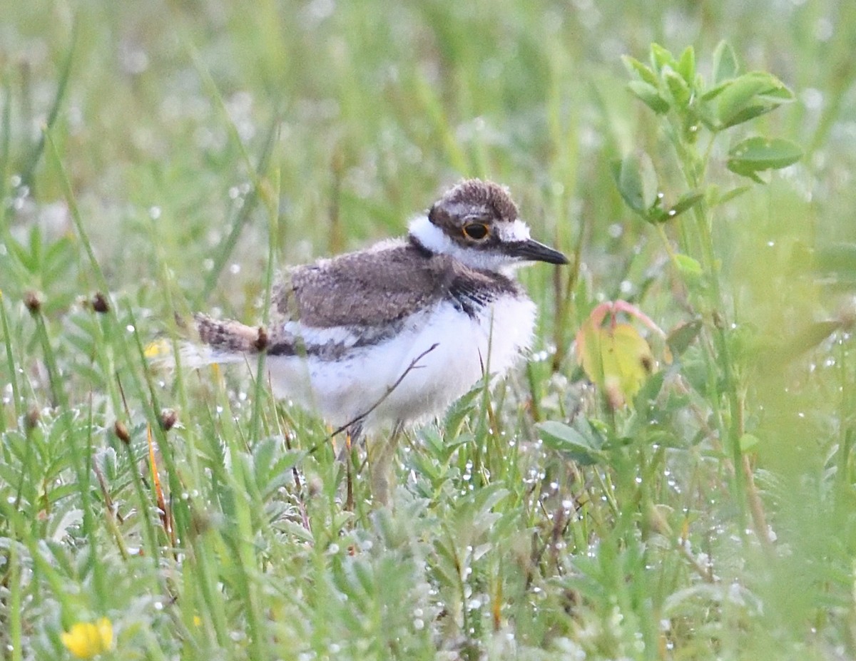 Killdeer - ML619775826