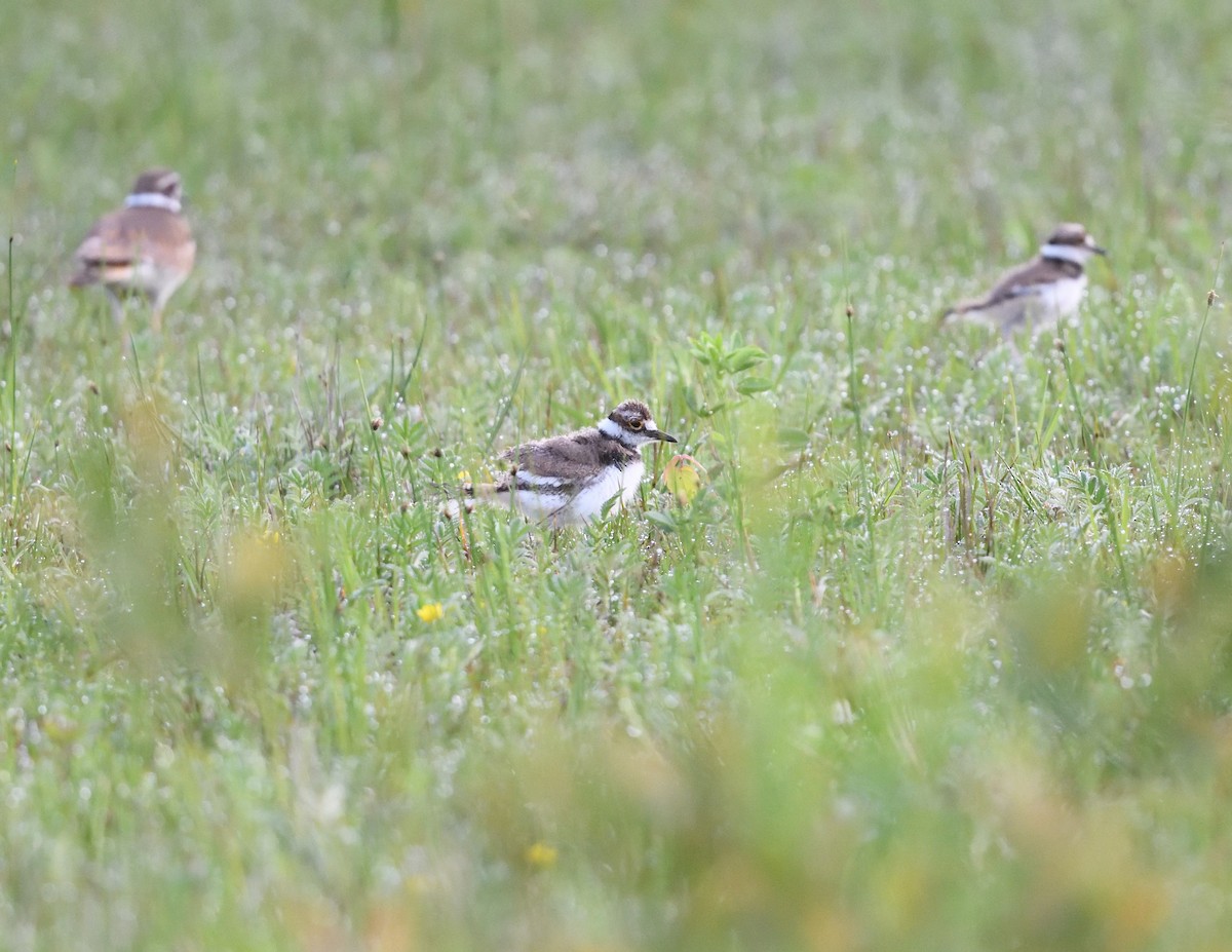 Killdeer - ML619775827