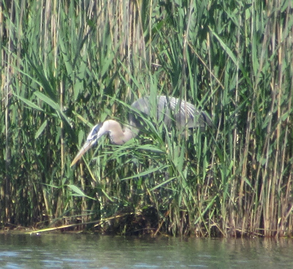 Great Blue Heron - ML619775830