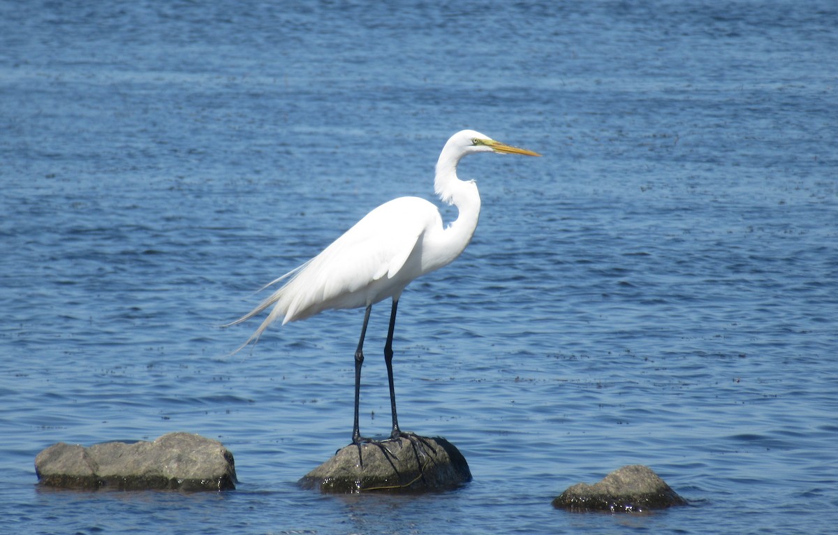 Great Egret - ML619775834