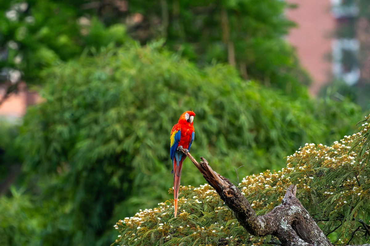 Scarlet Macaw - ML619775850