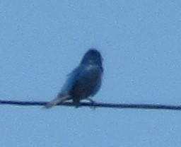 Indigo Bunting - ML619775869