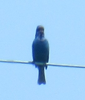 Passerin indigo - ML619775871