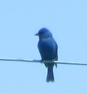 Passerin indigo - ML619775872