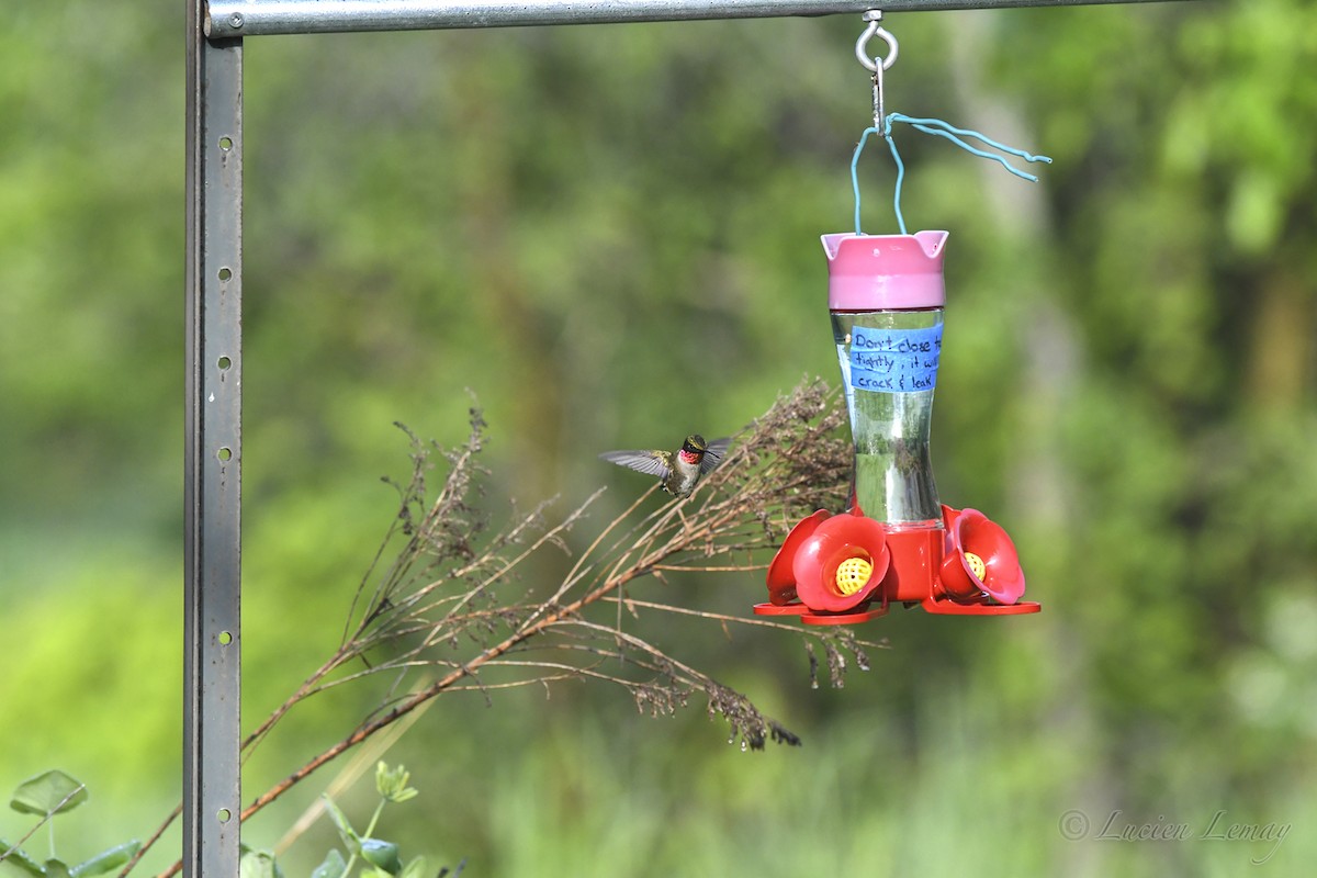 Ruby-throated Hummingbird - ML619775882