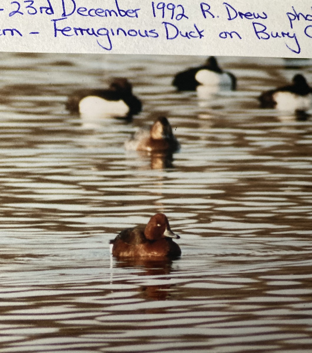 Ferruginous Duck - ML619775889