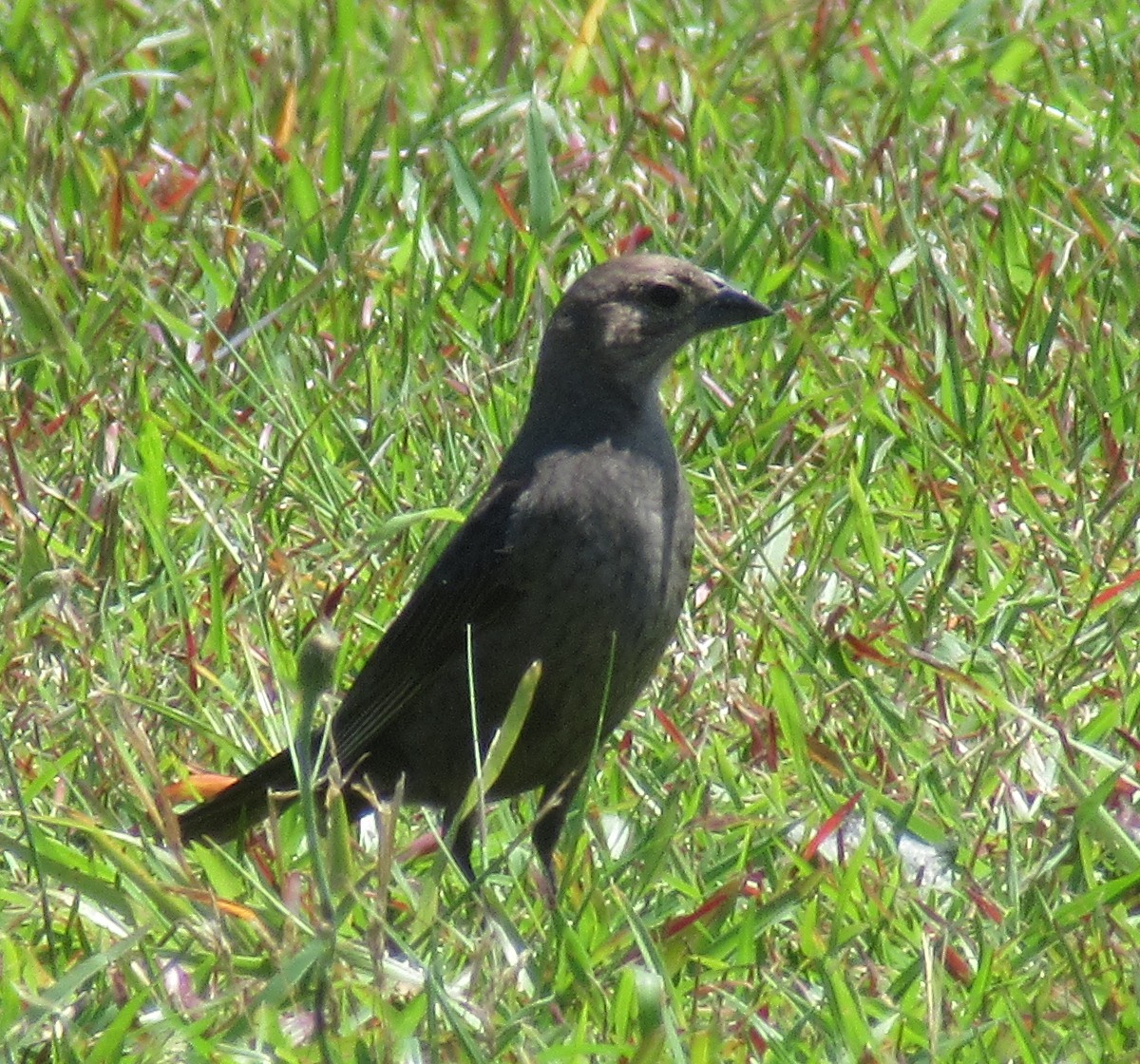 Brown-headed Cowbird - K B