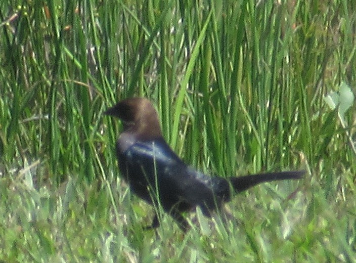 Brown-headed Cowbird - ML619775899